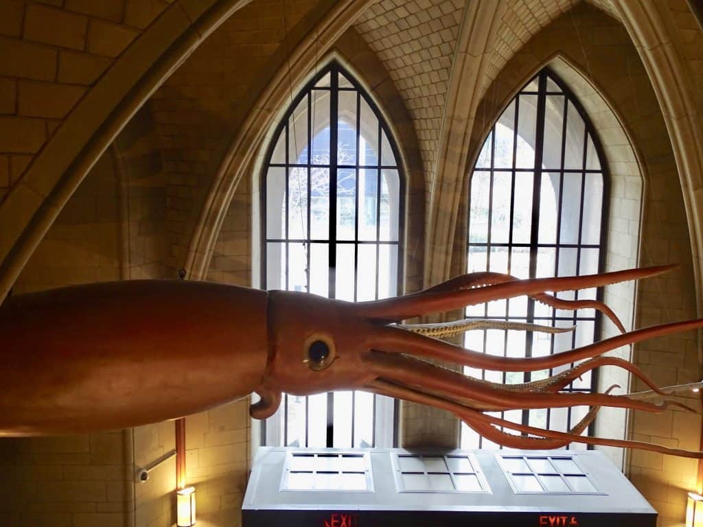 a 37 foot squid