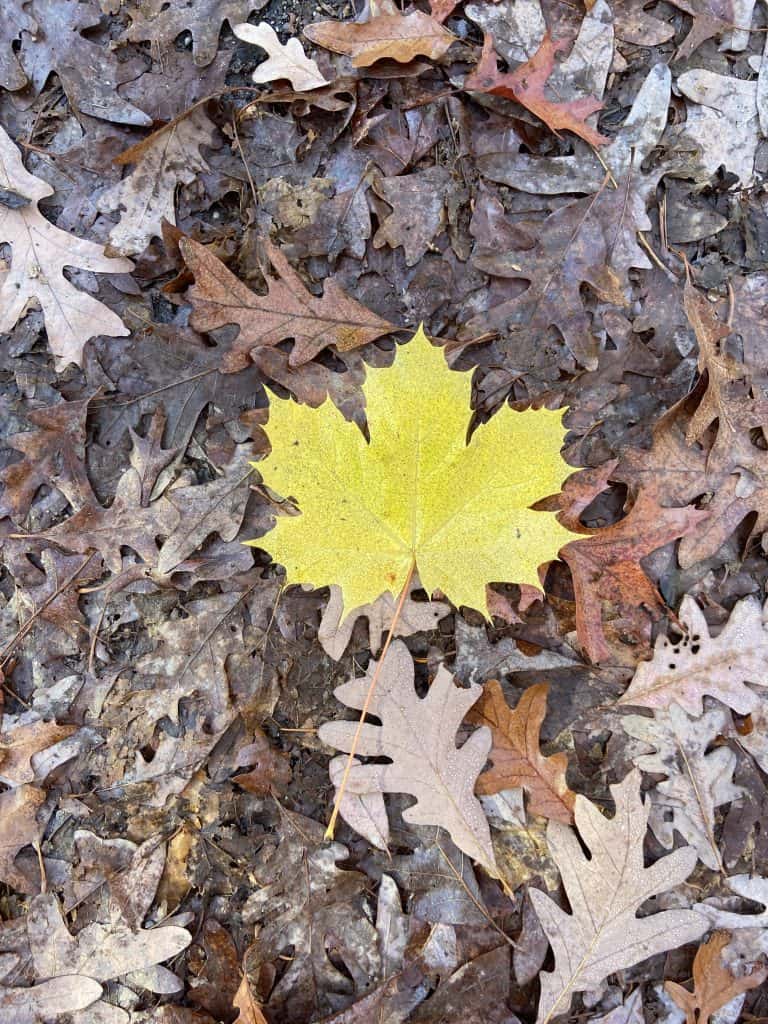 6 Family Friendly Places to Hike in Western Connecticut