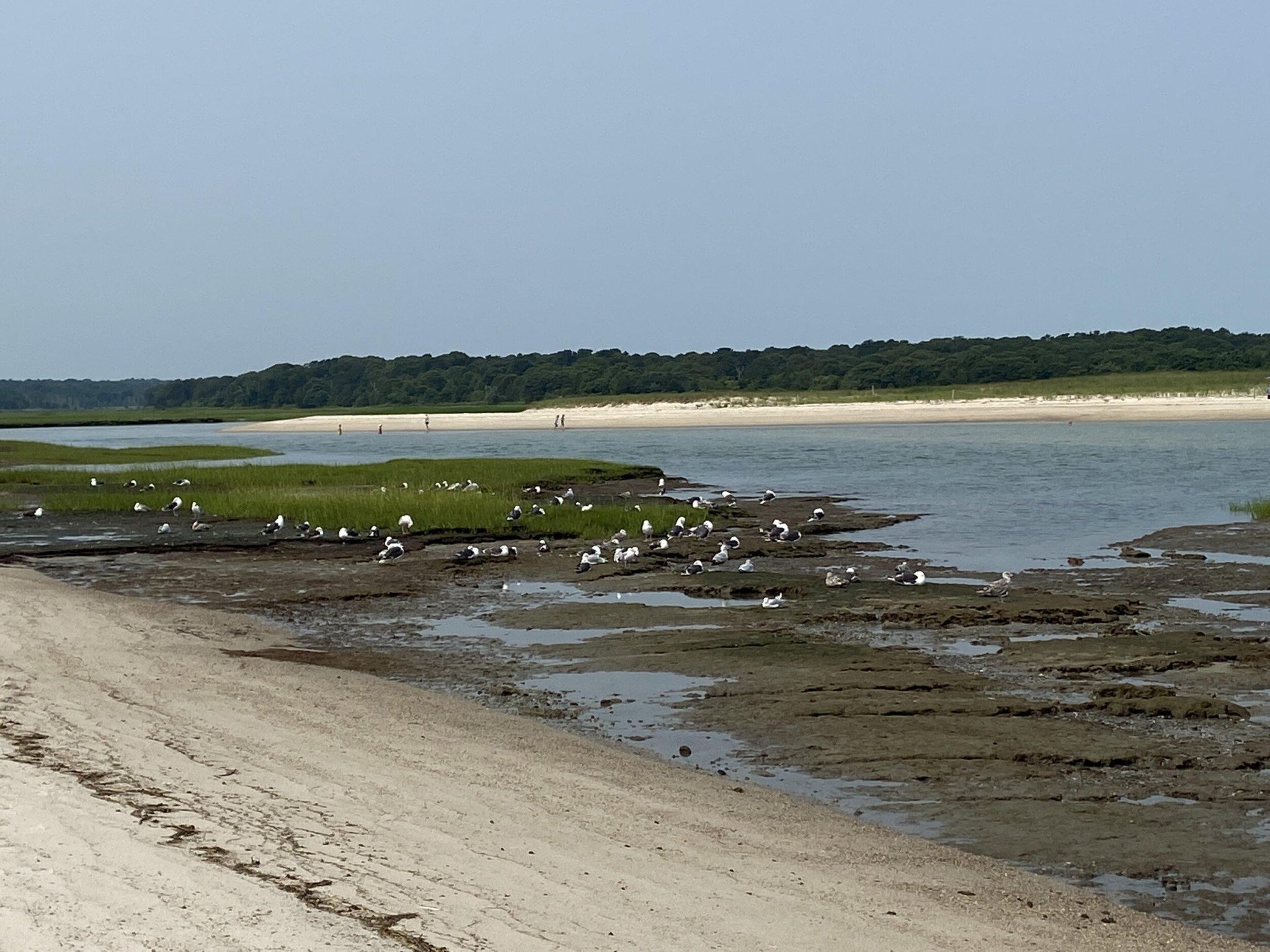 10 Things to Do at the Cape Cod Museum of Natural History ...
