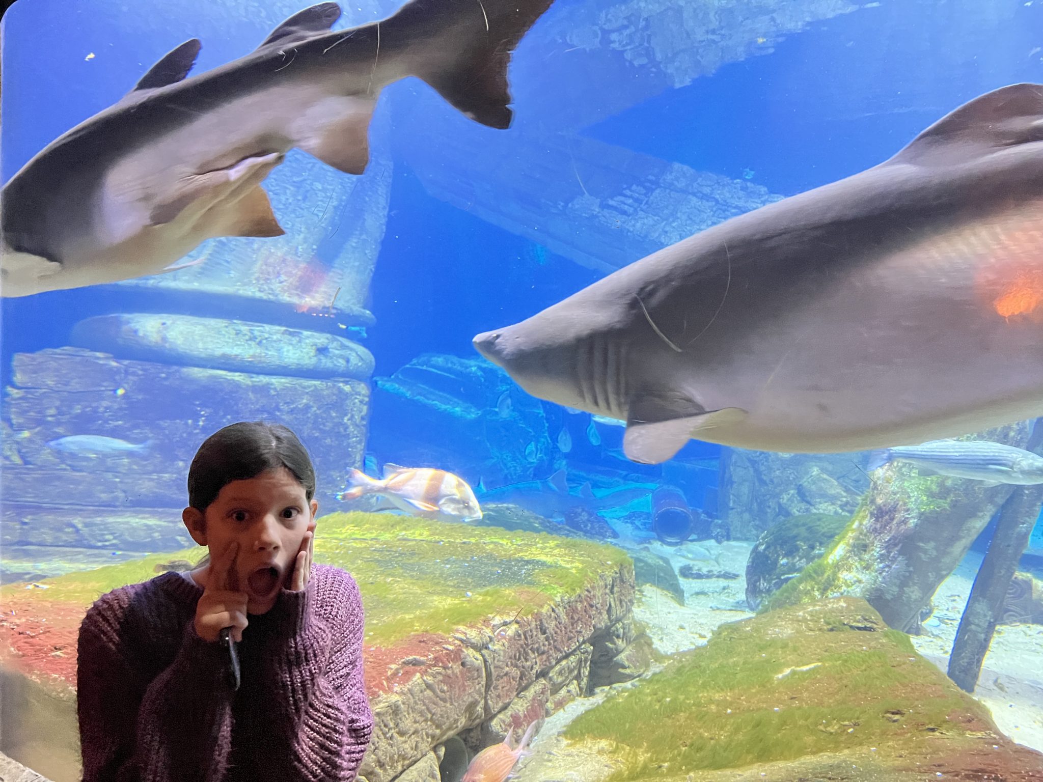 10 Ways To Explore The Long Island Aquarium In New York   B982D88D 3BDA 462D 9B32 889FE2F388FA 2048x1536 