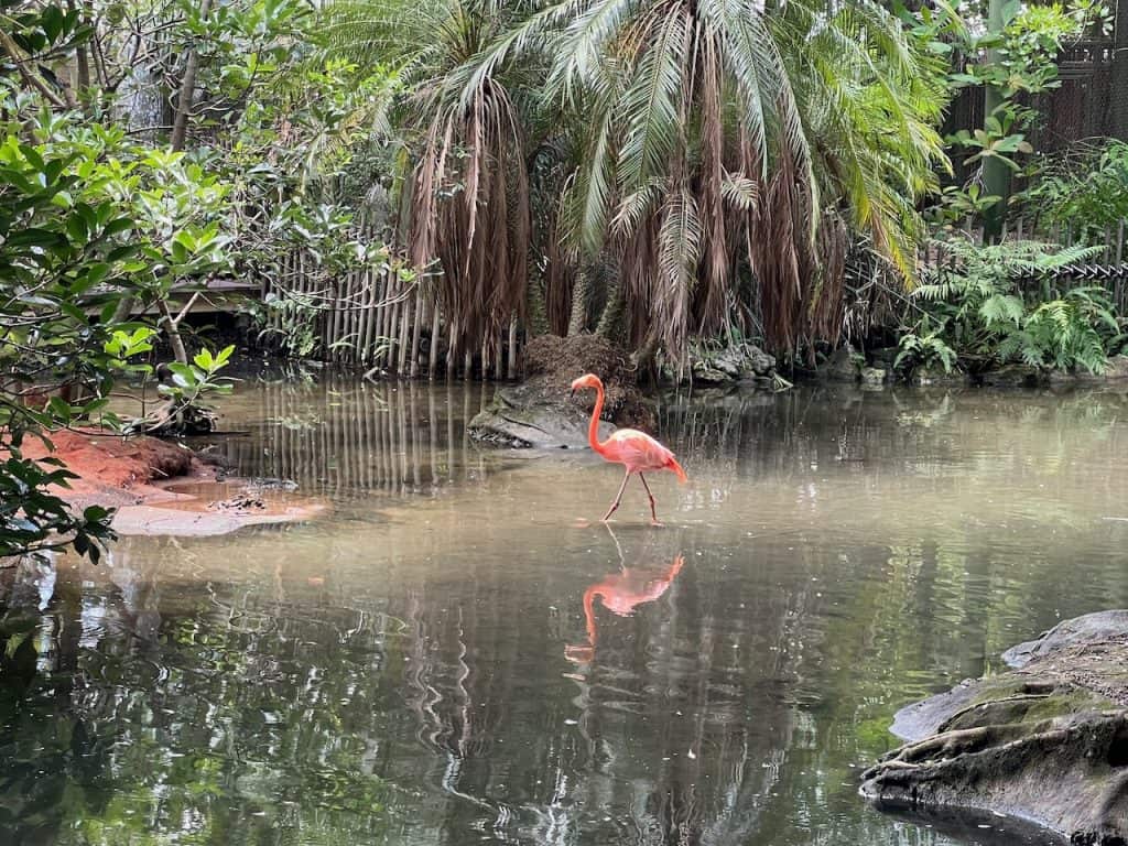 10 Ways to Explore the Palm Beach Zoo in West Palm Beach, Florida -  Coast2CoastWithKids