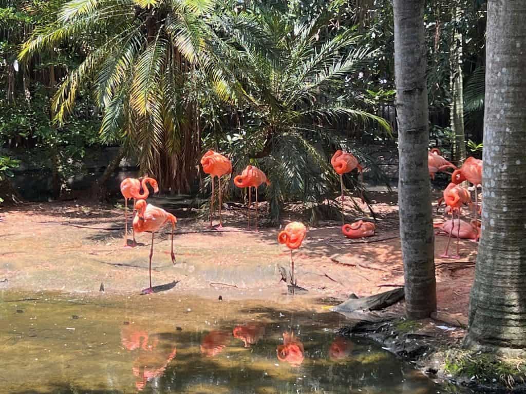 10 Ways to Explore the Palm Beach Zoo in West Palm Beach, Florida -  Coast2CoastWithKids