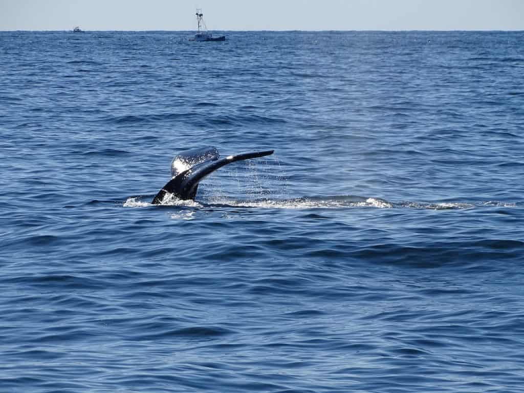 seeing whales during a Seven Seas Whale Watch tour in Gloucester, Massachusetts