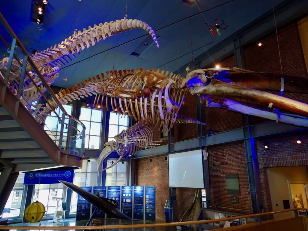 whale skeleton at at New Bedford Whaling Museum