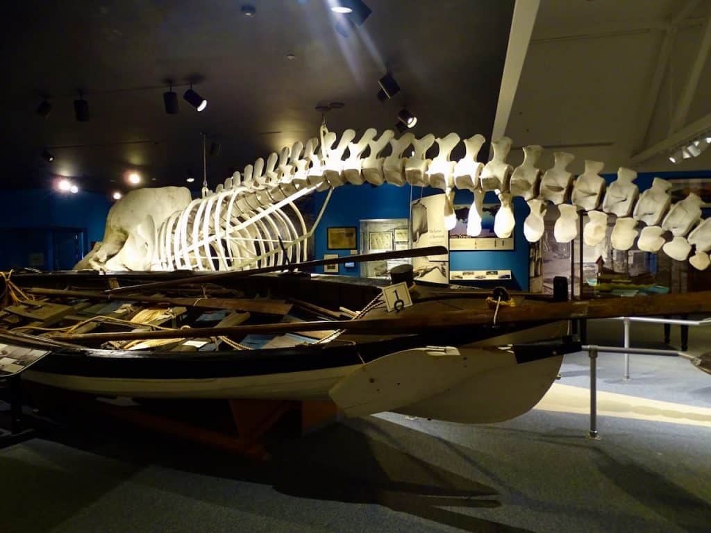 whale skeleton at a whaling museum in the northeast