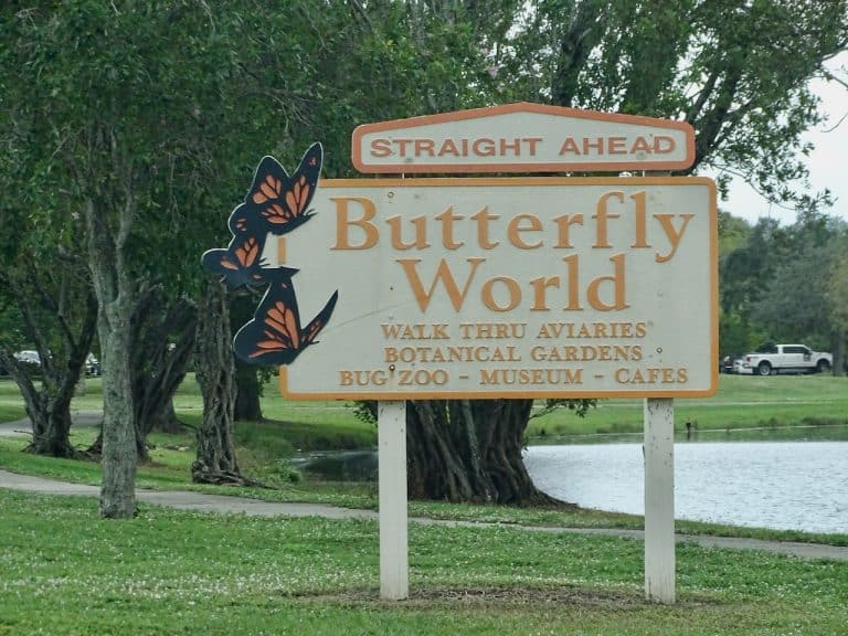 10 Ways to Explore Butterfly World in Coconut Creek, Florida