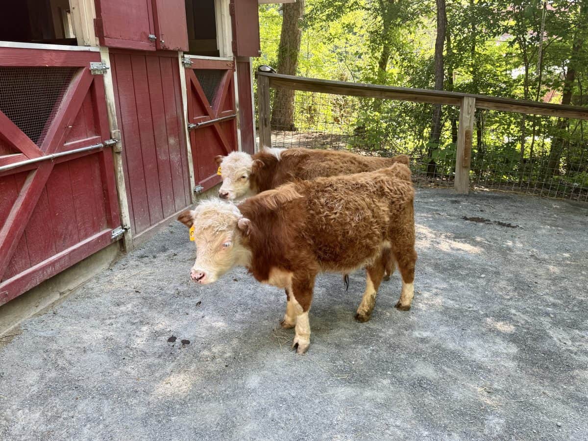 The Farmyard at Museum of Life and Science in Durham, NC