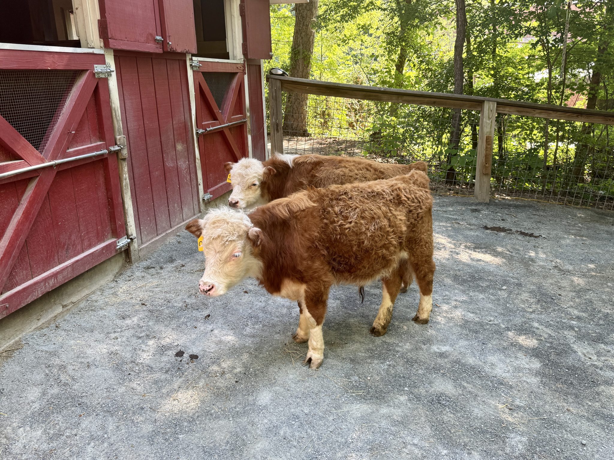 20 Ways to Have Fun at the Museum of Life and Science in Durham, NC ...