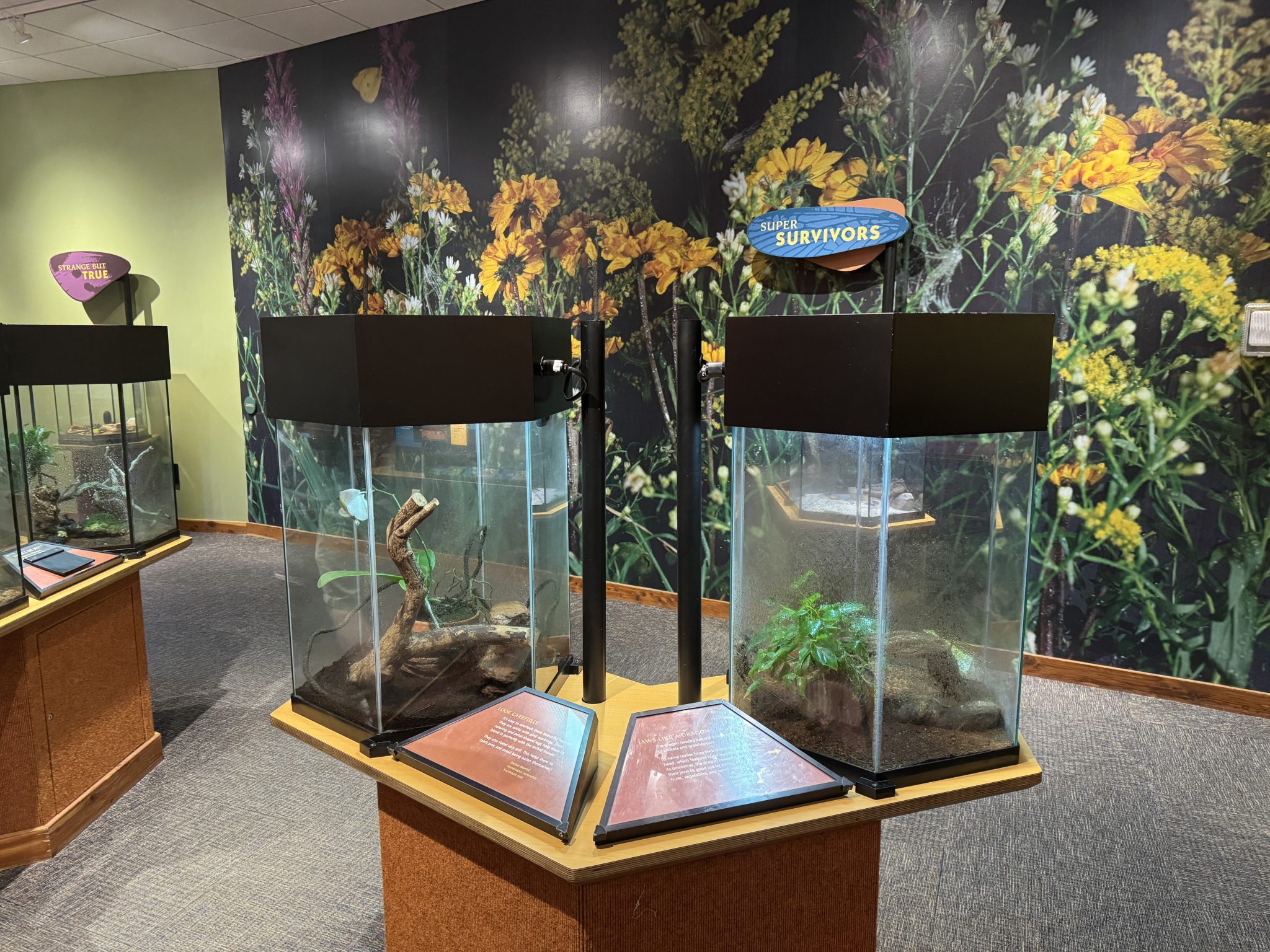 20 Ways to Have Fun at the Museum of Life and Science in Durham, NC ...