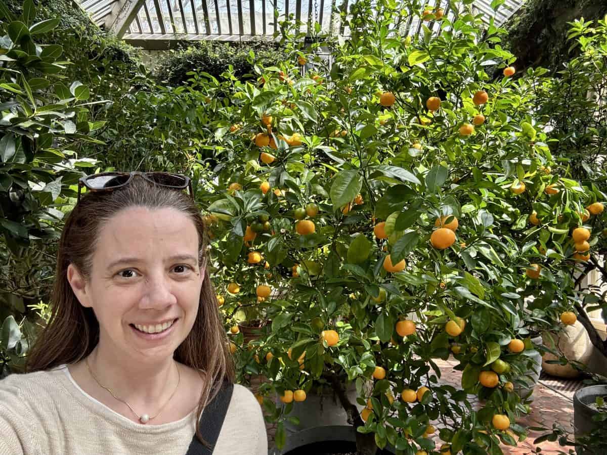 inside the Greenhouse in front of an orange tree at Dumbarton Oaks Gardens in Washington, DC